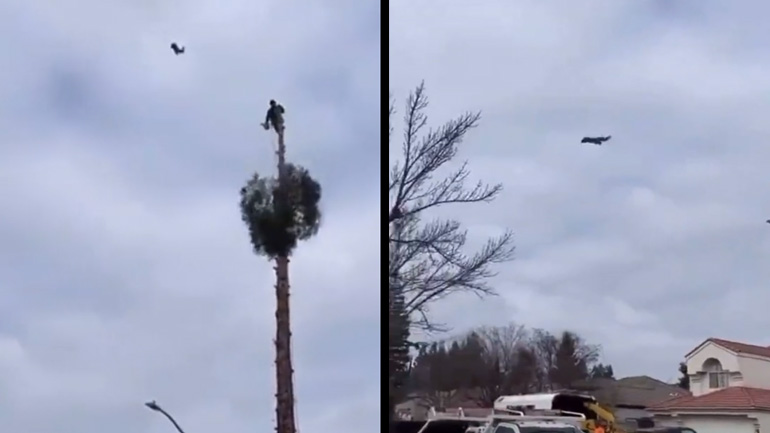 Ο σκίουρος πέταξε