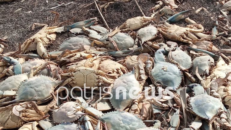 Τεράστια οικολογική καταστροφή στη λιμνοθάλασσα Κοτυχίου από τον μαζικό θάνατο χιλιάδων καβουριών