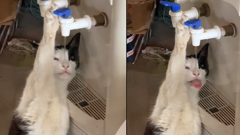 Γάτα πίνει νερό από τον ψύκτη