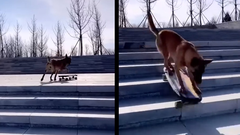 Σκύλος κατεβαίνει σκαλιά με το skate  