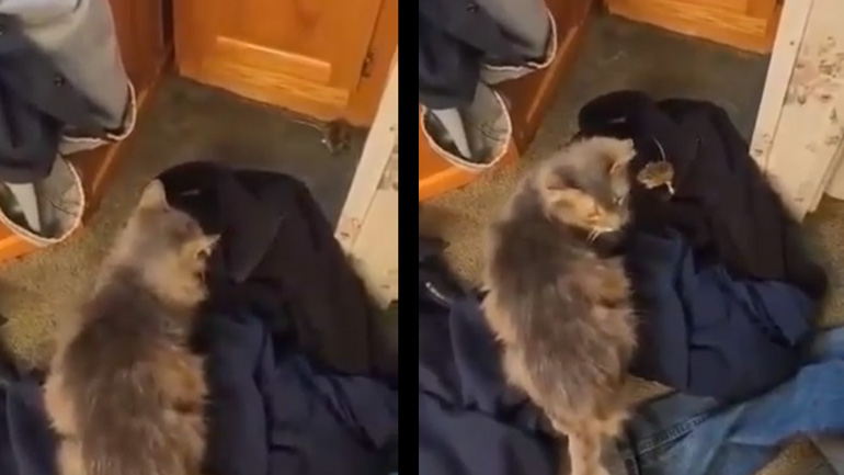 Η γάτα και το μικρό ποντίκι