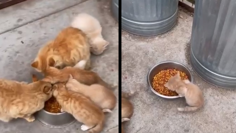 Ο αρχηγός της αγέλης