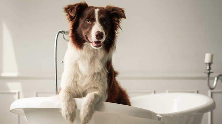 Πώς κάνω μπάνιο τον σκύλο μου στο σπίτι  