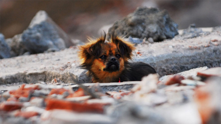 Ο σκύλος μπορεί να αντιληφθεί ότι θα γίνει σεισμός ώρες πριν