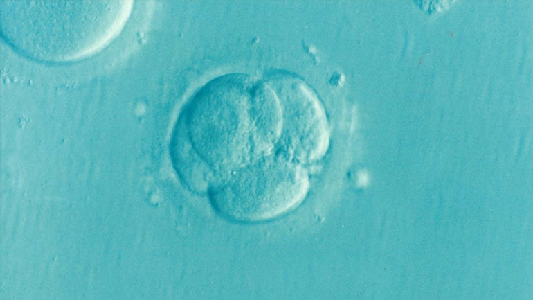 Ποιες μέρες είναι πιο γόνιμη μια γυναίκα;