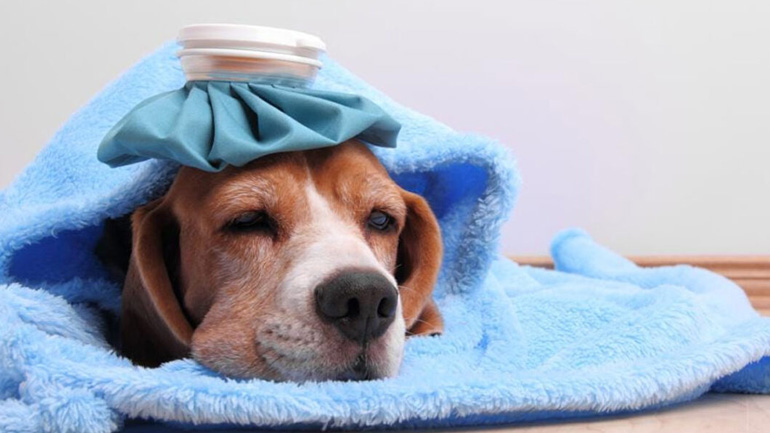 Πώς θα διαπιστώσετε εάν ο σκύλος σας έχει γρίπη