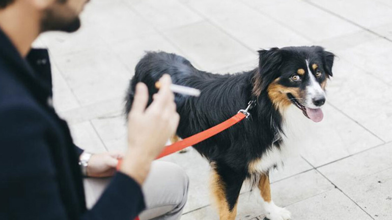 Κινδυνεύει ο σκύλος σας εάν καπνίζετε;