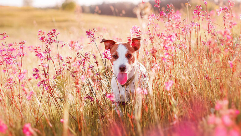 Συμβουλές για την προστασία των σκύλων την άνοιξη