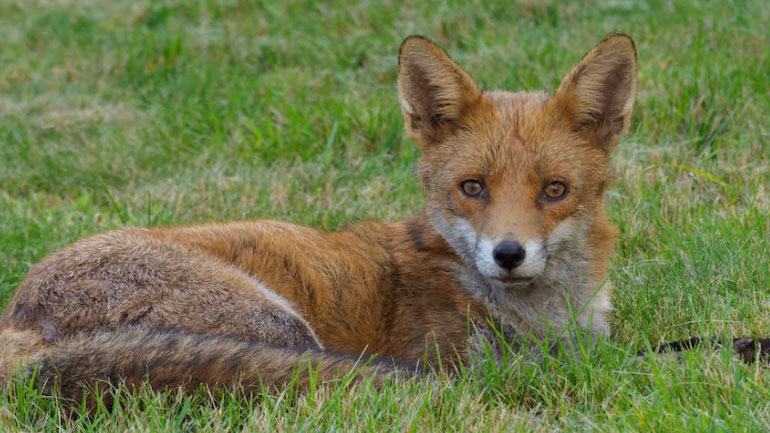 Γαλλία: Τρεις αλεπούδες πέθαναν από τη γρίπη των πτηνών κοντά στο Παρίσι