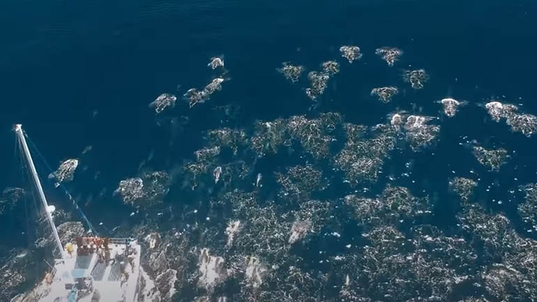 Καταπληκτικό βίντεο με δελφίνια να… περικυκλώνουν σκάφος