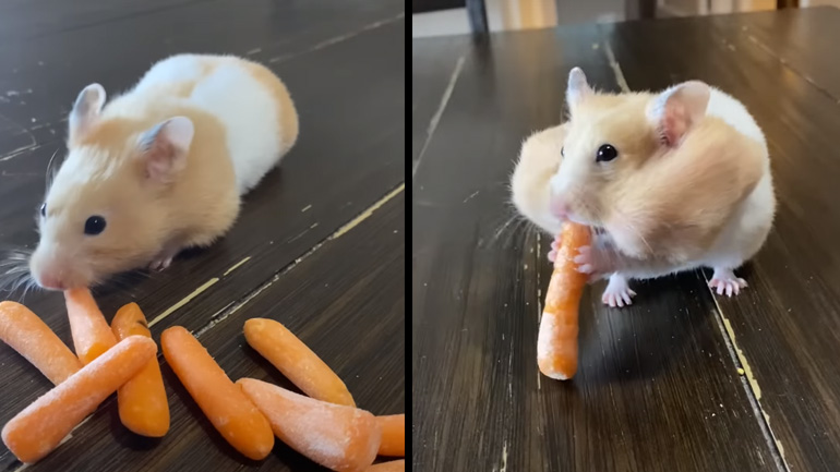 Πόσα καρότα μπορεί να κρύψει ένα χάμστερ στα μάγουλά του;