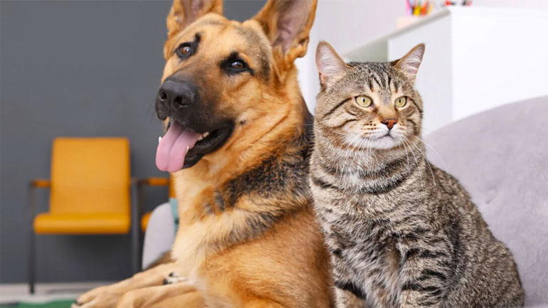 Μπορούν ο σκύλος και η γάτα να τρώνε την ίδια τροφή;