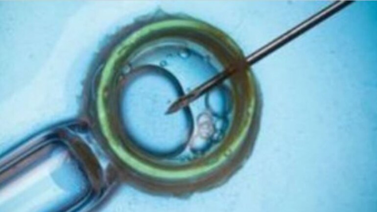 Δημιουργήθηκαν ωάρια από αρσενικά κύτταρα ποντικιών