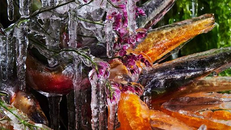 «Frozen Flowers 2023», νέα εγκατάσταση από  τον Azuma Makoto