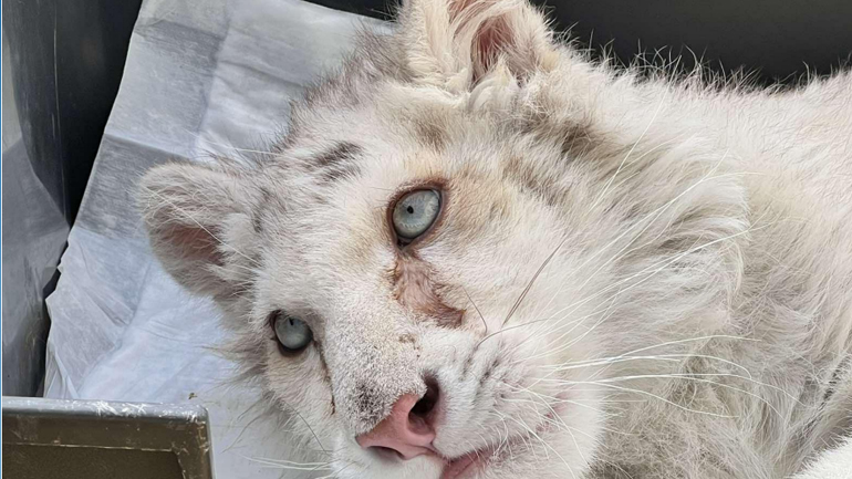 Κέντρο διάσωσης αγρίων ζώων θα φιλοξενήσει το τιγράκι που βρέθηκε εγκαταλελειμμένο κοντά στο Αττικό Πάρκο