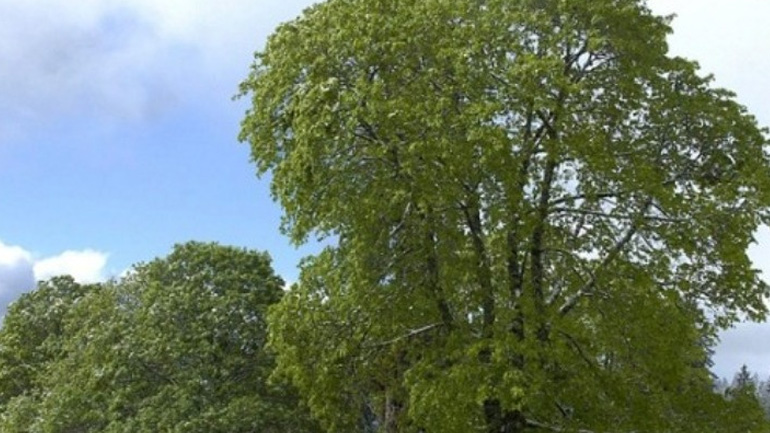 Θεσσαλονίκη: Απορρίφθηκε το αίτημα να «παγώσει» η κοπή 41 δέντρων στην πλατεία Ρωμαϊκής Αγοράς