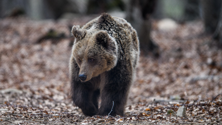 Ξύπνησαν οι αρκούδες στο Νυμφαίο από τη χειμερία νάρκη
