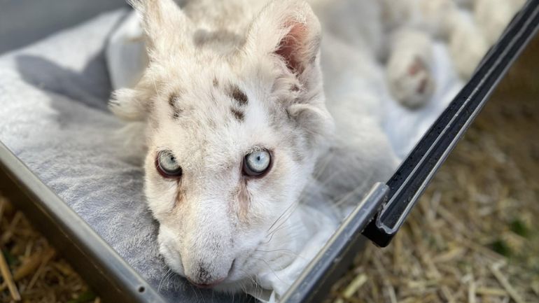 Καταγγελία στον Άρειο Πάγο από την Νέμεσις για το τιγράκι