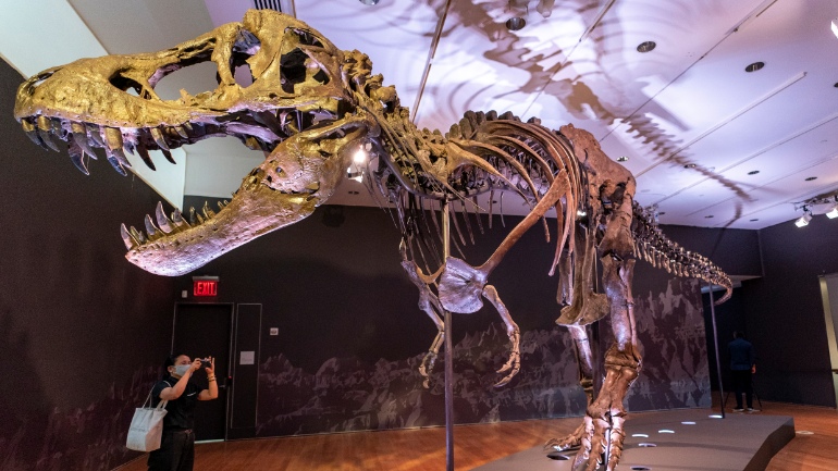 Ελβετία: Σε δημοπρασία σκελετός Τυραννόσαυρου Ρεξ