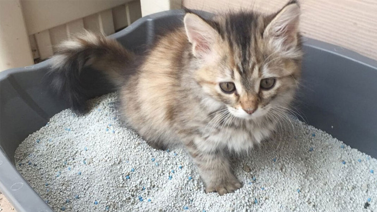 Πώς να επιλέξω άμμο για τη γάτα μου;