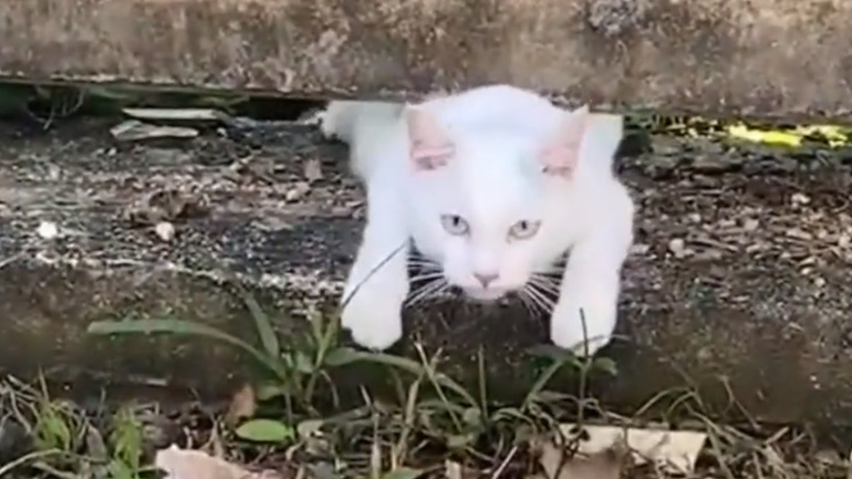 Γάτα γλιτώνει από ένα φίδι