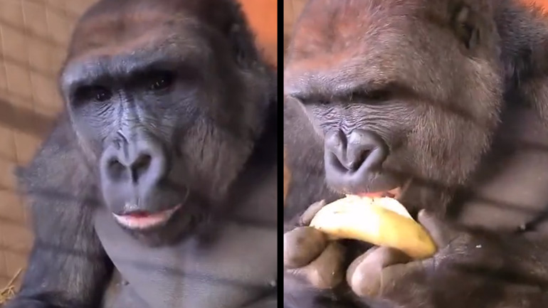 Γορίλας τρώει μια μπανάνα