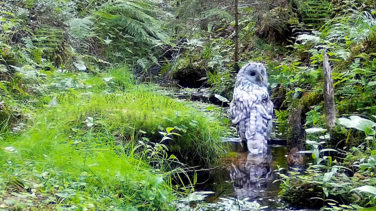 Kουκουβάγια κάνει μπάνιο σε ένα ρυάκι