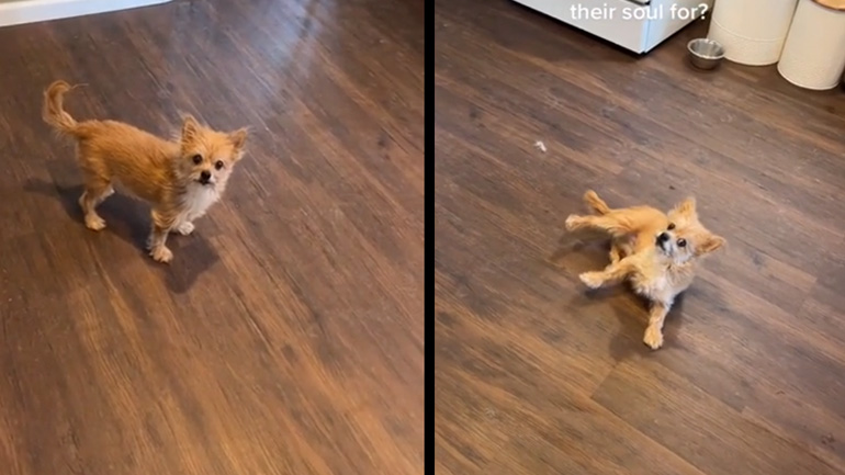 Ο σκύλος κάνει τα πάντα για αυτή τη λιχουδιά