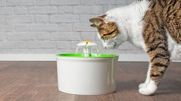 Τελικά οι γάτες απεχθάνονται το νερό;