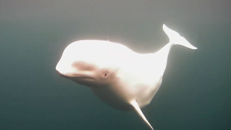 Το υποβρύχιο drone και η υπέροχη Beluga