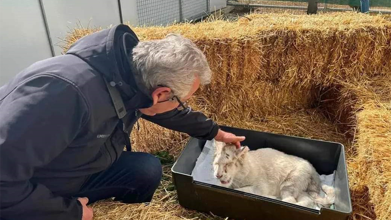 Εισαγγελική παρέμβαση για το τιγράκι: Καταγγελία από Φιλοζωική για παράνομο εμπόριο άγριων ζώων σε Ελλάδα και Κύπρο