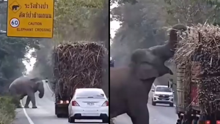 Ελέφαντας ληστεύει φορτηγά με ζαχαροκάλαμο