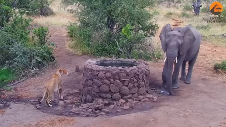 Nεαρός ελέφαντας ρίχνει νερό σε μια λέαινα 