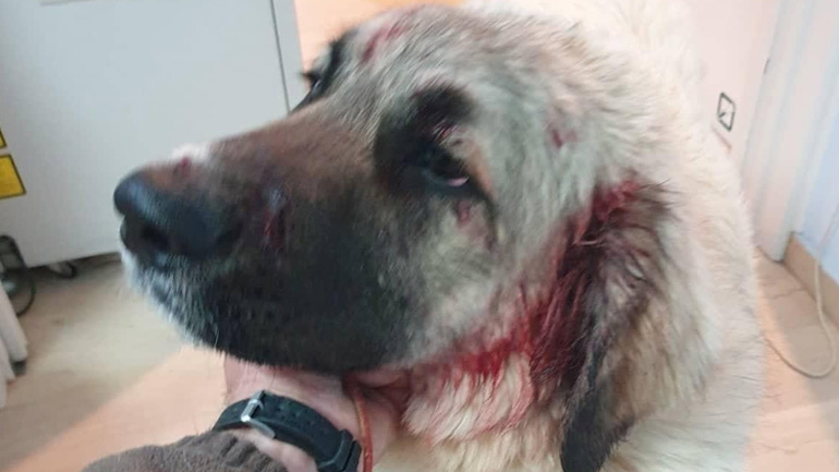 Ρέθυμνο: Άνδρας πυροβόλησε στο κεφάλι σκύλο που έπαιζε με παιδιά