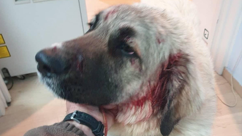 Ρέθυμνο: Πυροβόλησαν σκύλο την ώρα που έπαιζε με δύο μικρά παιδιά