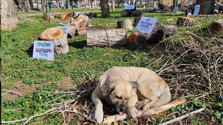 Δήμοι δενδροκτόνοι, πολίτες δενδροκόμοι