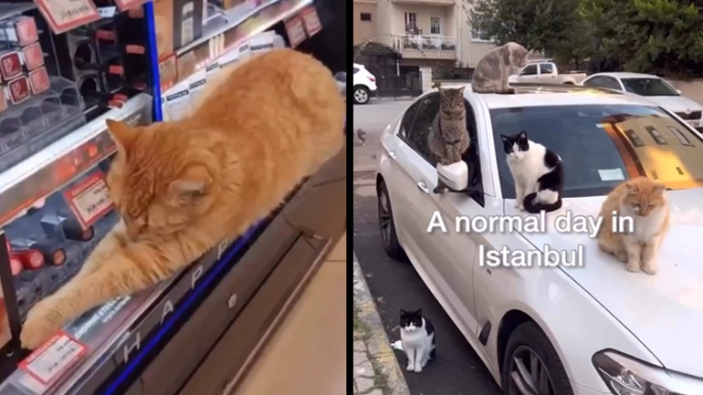 Κωνσταντινούπολη, η πόλη των γατιών