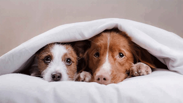 Τι να κάνετε για να είστε ασφαλής με το κατοικίδιο σας την ώρα του σεισμού