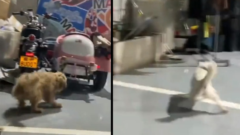 Σκύλοι ντριφτάρουν επιστρέφοντας στο σπίτι