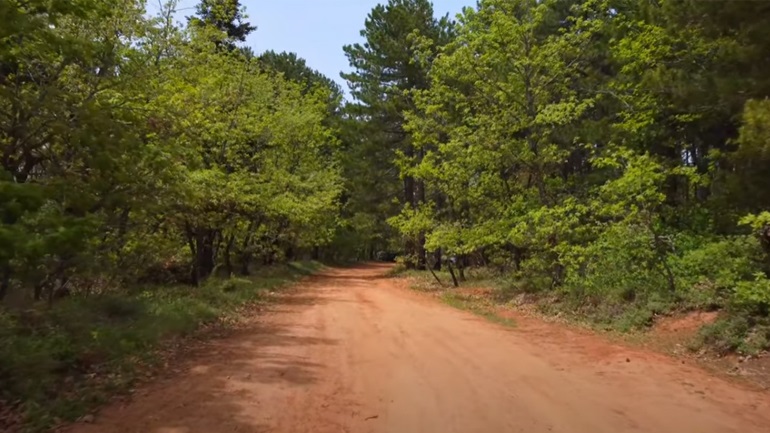 Τα ορεινά δάση χάνονται με επιταχυνόμενους ρυθμούς, θέτοντας σε κίνδυνο τη βιοποικιλότητα
