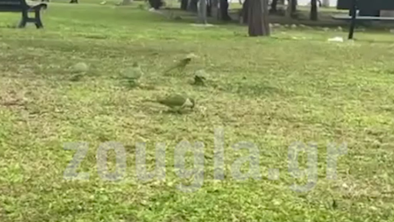 Παπαγάλοι στο κέντρο της Αθήνας