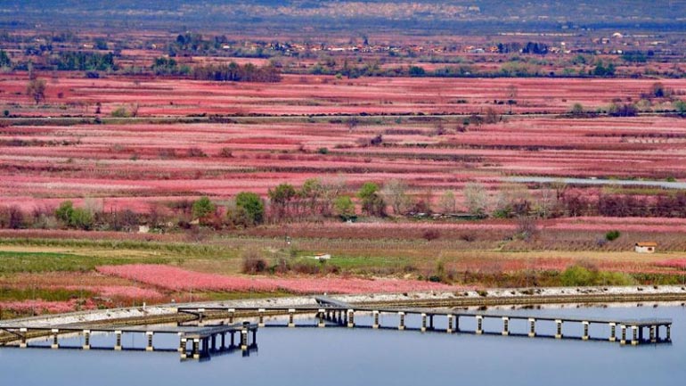 Βέροια: Ο τουρισμός της Ανθισμένης Ροδακινιάς… ξεκίνησε και εκατοντάδες επισκέπτες έσπευσαν να «κλικάρουν» τον ροζ κάμπο της Ημαθίας!