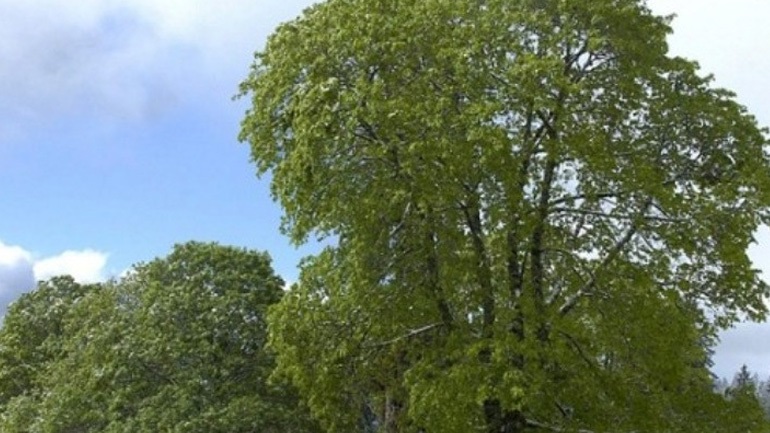 Θεσσαλονίκη: Νέα διαμαρτυρία ενάντια στην κοπή δέντρων