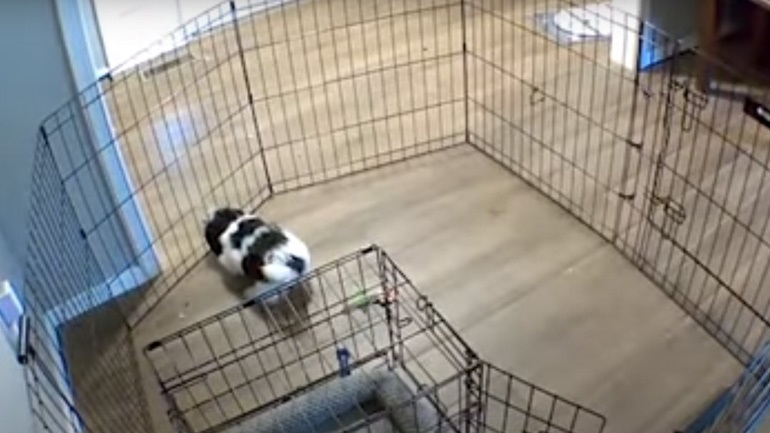 Άγνωστος πυροβόλησε σκύλο σε χωριό των Σερρών και τον πέταξε στα σκουπίδια