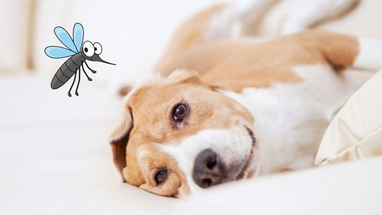 Πώς να προστατεύσετε τον σκύλο από κουνούπια, ψύλλους και τσιμπούρια