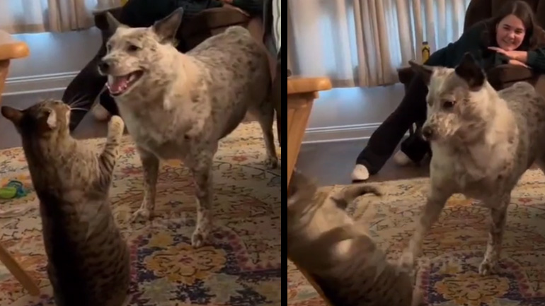 Σκύλος βγάζει νοκ άουτ γάτα