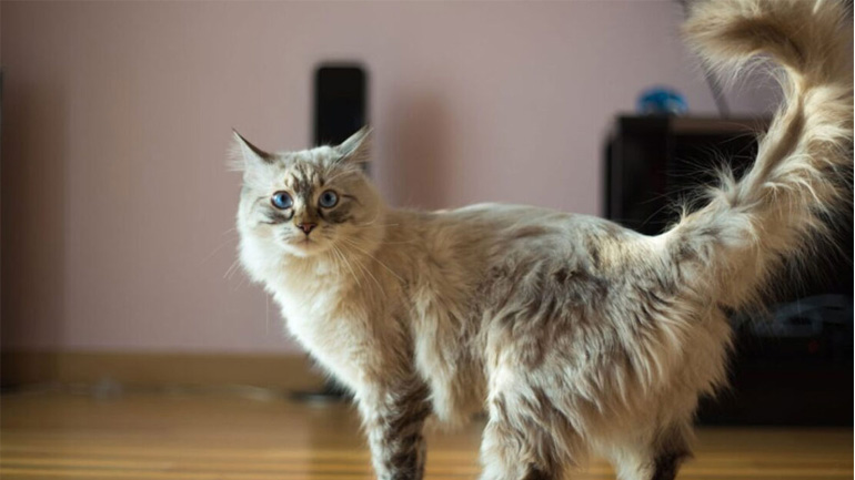 Πώς να χειριστείτε μια γάτα που βρίσκεται σε οίστρο;