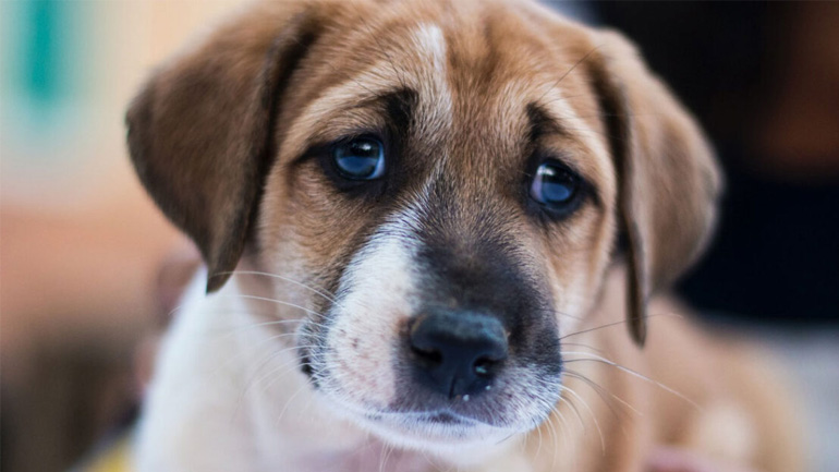 Σε τι χρησιμεύουν τα «μουστάκια» στον σκύλο