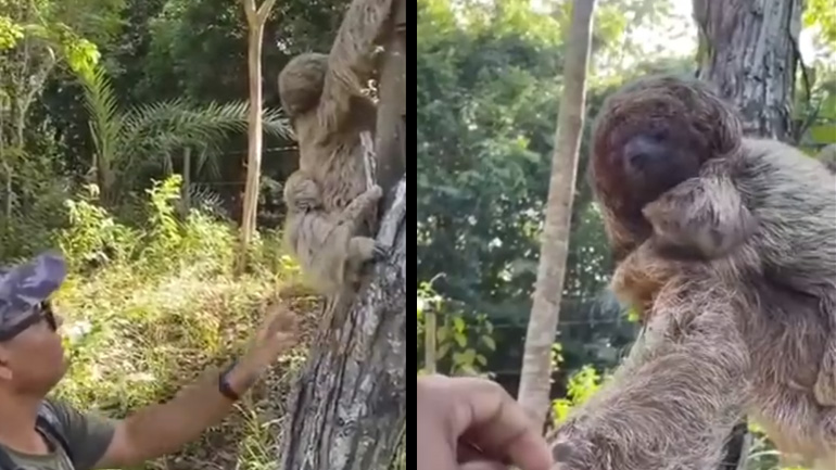 Βραδύπους ευχαριστεί έναν άνδρα