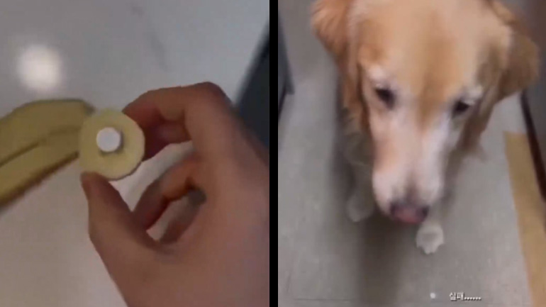 Σκύλος ξεχωρίζει το χάπι από τη λιχουδιά